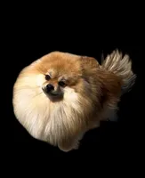 Sapphire, a female Pomeranian for sale in Redding, CA – 8 of 10