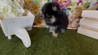 Josephine, a female Pomeranian for sale in Redding, CA – 5 of 10