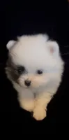 Joey, a male Pomeranian for sale in Redding, CA – 5 of 10