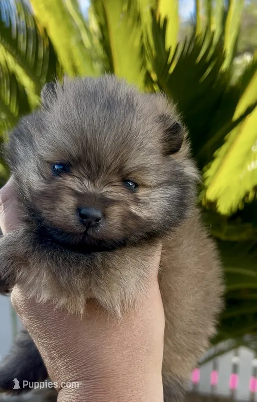 Biscotti – Pomeranian puppy for sale in Redding, CA