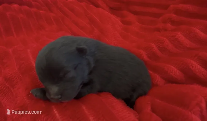 Shimmy – Pomeranian puppy for sale in Redding, CA