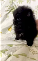 Trinity, a female Pomeranian for sale in Redding, CA – 6 of 10