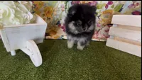 Josephine, a female Pomeranian for sale in Redding, CA – 6 of 10