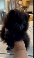 Shasta, a female Pomeranian for sale in Redding, CA – 5 of 10