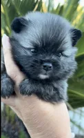 Nick, a male Pomeranian for sale in Redding, CA – 8 of 10