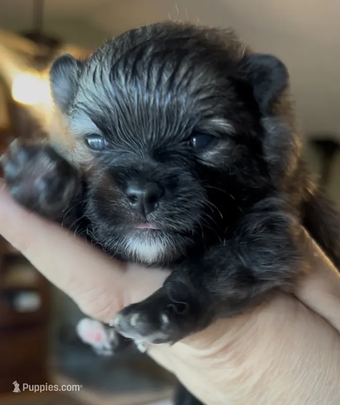 Nick – Pomeranian puppy for sale in Redding, CA