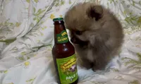 Tiramisu, a female Pomeranian for sale in Redding, CA – 2 of 10