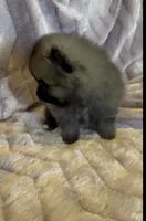 Six, a female Pomeranian for sale in Redding, CA – 8 of 10