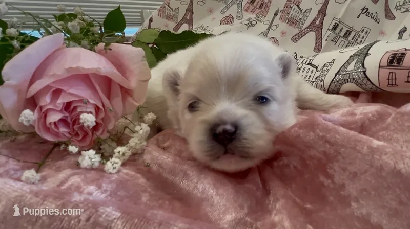 Blossom  – Pomeranian puppy for sale in Redding, CA