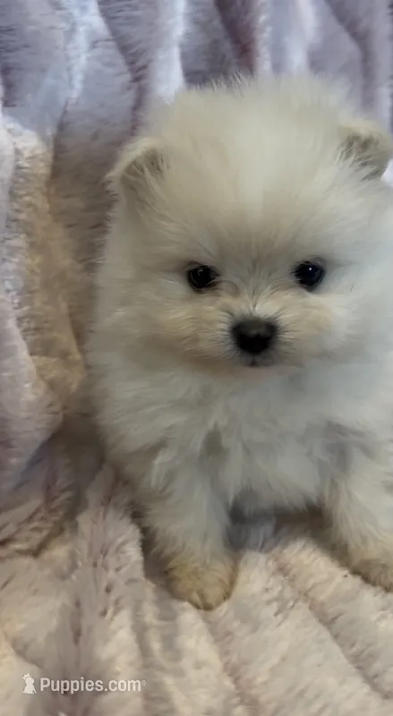 Blossom  – Pomeranian puppy for sale in Redding, CA