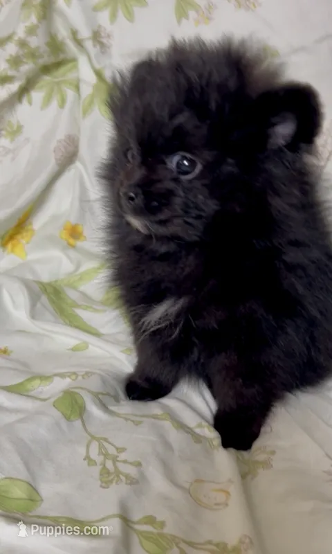 Trinity – Pomeranian puppy on hold in Redding, CA