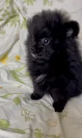 Trinity, a female Pomeranian for sale in Redding, CA – 1 of 10
