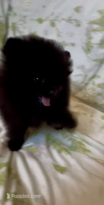 Wednesday  – Pomeranian puppy for sale in Redding, CA