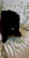 Wednesday , a female Pomeranian for sale in Redding, CA – 1 of 8