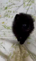 Shasta, a female Pomeranian for sale in Redding, CA – 7 of 10