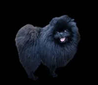 Josephine, a female Pomeranian for sale in Redding, CA – 8 of 8