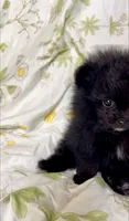 Trinity, a female Pomeranian for sale in Redding, CA – 2 of 10