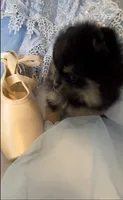 Josephine, a female Pomeranian for sale in Redding, CA – 3 of 10
