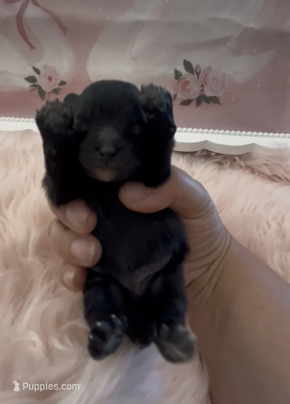 Trinity – Pomeranian puppy for sale in Redding, CA