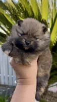 Tiramisu, a female Pomeranian for sale in Redding, CA – 10 of 10