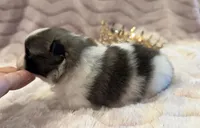 Savannah Belle, a female Pomeranian for sale in Redding, CA – Photo 3 of 10