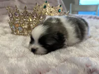 Savannah Belle, a female Pomeranian for sale in Redding, CA – Photo 9 of 10