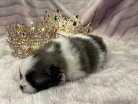 Savannah Belle, a female Pomeranian for sale in Redding, CA – Photo 10 of 10