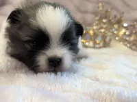 Savannah Belle, a female Pomeranian for sale in Redding, CA – Photo 1 of 10