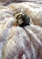 Savannah Belle, a female Pomeranian for sale in Redding, CA – Photo 7 of 10