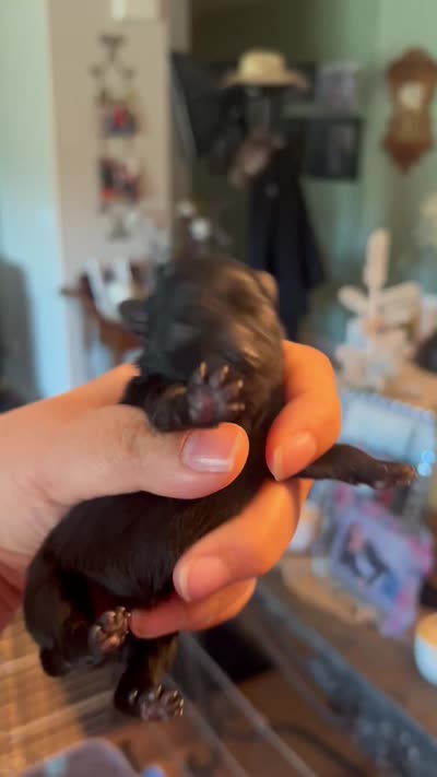Trinity, a female Pomeranian for sale in Redding, CA – 7 of 8