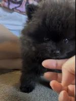 Pugsley, a male Pomeranian for sale in Redding, CA – 2 of 7
