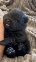 Shimmy, a male Pomeranian for sale in Redding, CA – 2 of 10