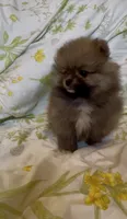 Tiramisu, a female Pomeranian for sale in Redding, CA – 8 of 10