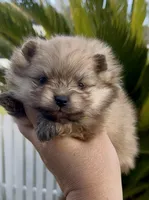 Gelato, a male Pomeranian for sale in Redding, CA – 8 of 10