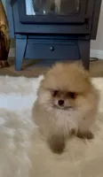 Gelato, a male Pomeranian for sale in Redding, CA – 8 of 10