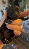 Shimmy, a male Pomeranian for sale in Redding, CA – 2 of 10