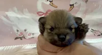Sapphire, a female Pomeranian for sale in Redding, CA – 10 of 10