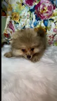 Biscotti, a female Pomeranian for sale in Redding, CA – 7 of 10