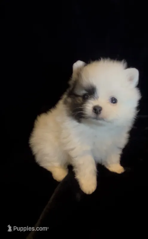Joey – Pomeranian puppy for sale in Redding, CA