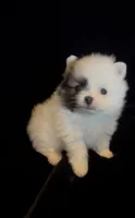 Joey, a male Pomeranian for sale in Redding, CA – 1 of 10