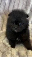 Trinity, a female Pomeranian for sale in Redding, CA – 7 of 10