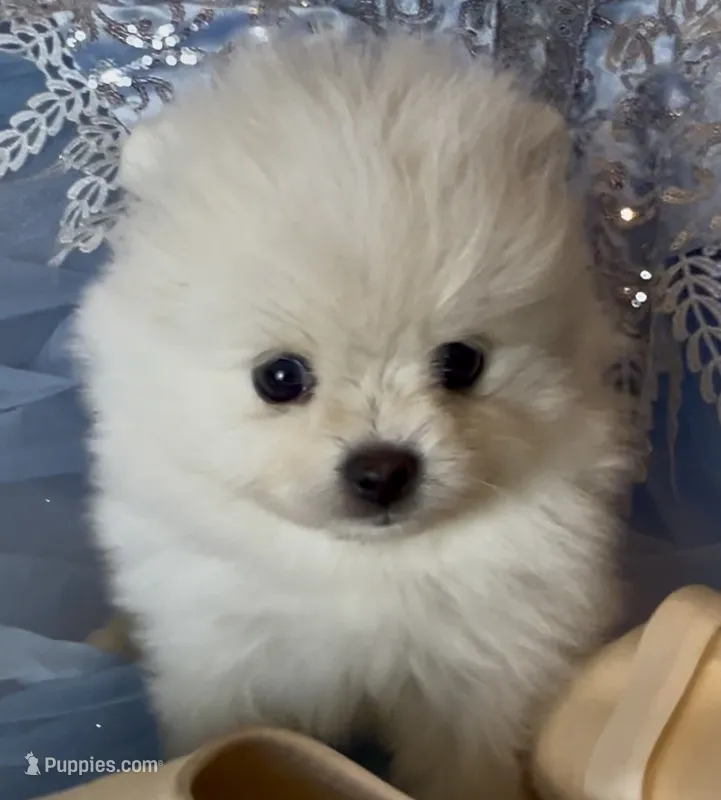Blossom  – Pomeranian puppy for sale in Redding, CA