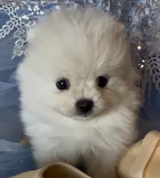 Blossom , a female Pomeranian for sale in Redding, CA – 1 of 10