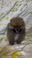 Tiramisu, a female Pomeranian for sale in Redding, CA – 9 of 10