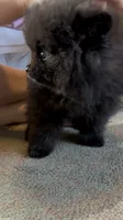 Pugsley, a male Pomeranian for sale in Redding, CA – 7 of 7