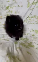 Shasta, a female Pomeranian for sale in Redding, CA – 4 of 10