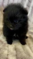 Trinity, a female Pomeranian for sale in Redding, CA – 2 of 10