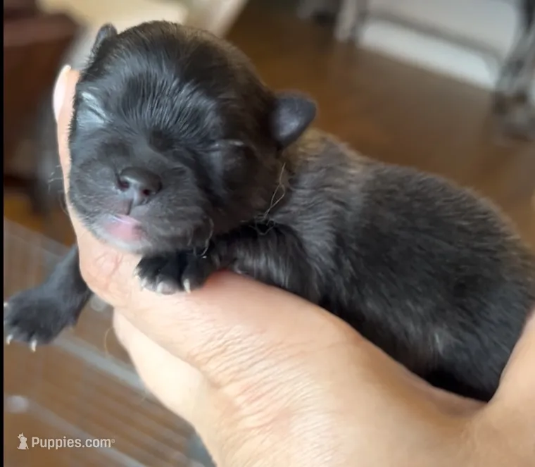 Nick – Pomeranian puppy for sale in Redding, CA