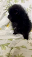 Trinity, a female Pomeranian for sale in Redding, CA – 7 of 10