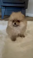 Gelato, a male Pomeranian for sale in Redding, CA – 7 of 10
